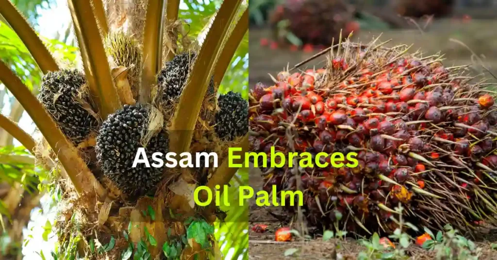 Assam Embraces Oil Palm APSC ORG