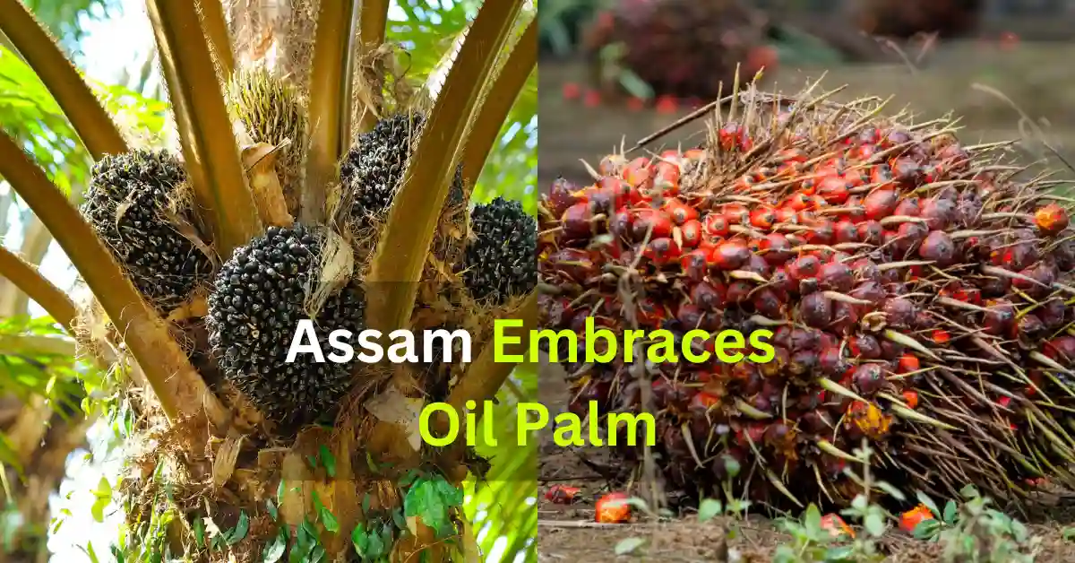 Assam Embraces Oil Palm: A New Cash Crop for Sustainable Economic Growth